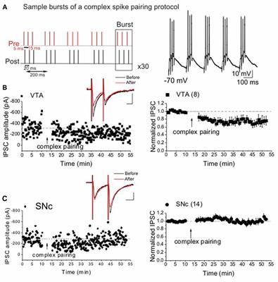 Dopamine Receptor Activation Is Required for GABAergic Spike Timing-Dependent Plasticity in Response to Complex Spike Pairing in the Ventral Tegmental Area